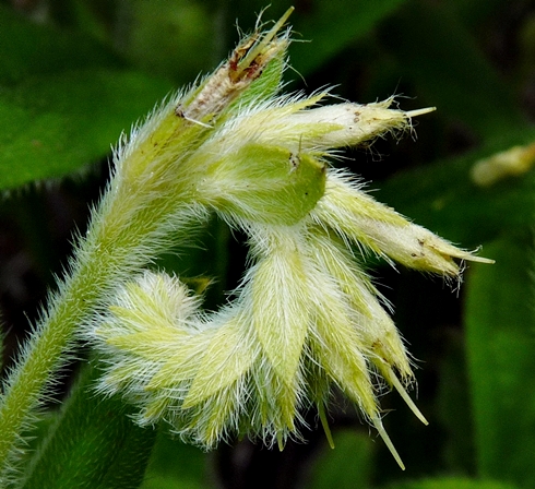 {Lithospermum virginianum}
